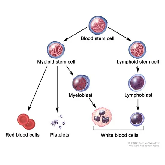 Congenital Dyserythropoietic Anemia Gene
